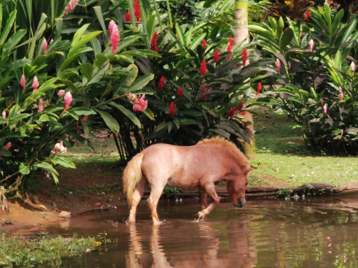 Blue River Resort & Hot Springs Liberia Ngoại thất bức ảnh